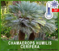 Chamaerops Humilis Cerifera
