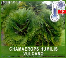 Camaerops Humilis Vulcano