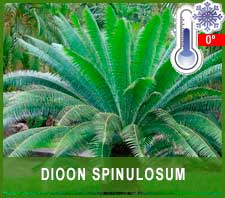 Dioon Spinulosum