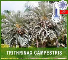 Trithrinax campestris
