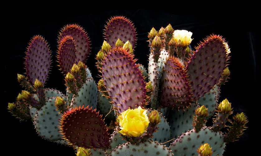 Kaktusy Mrozoodporne