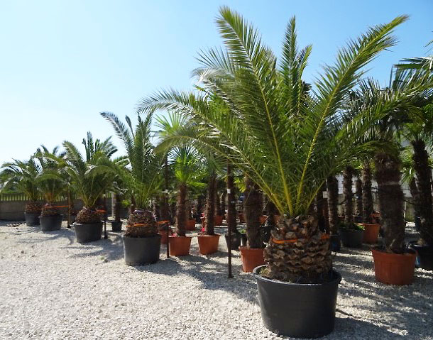 Palmy w Egzotyczny Ogród