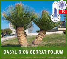 Dasyrilion Serratifolium