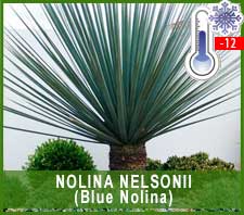 Nolina Nelsona