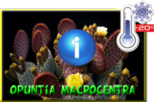 Opuntia Macrocentra