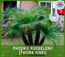 Phoenix Roebelenii