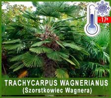 Trachycarpus Wagnerianus