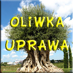 Oliwka Uprawa