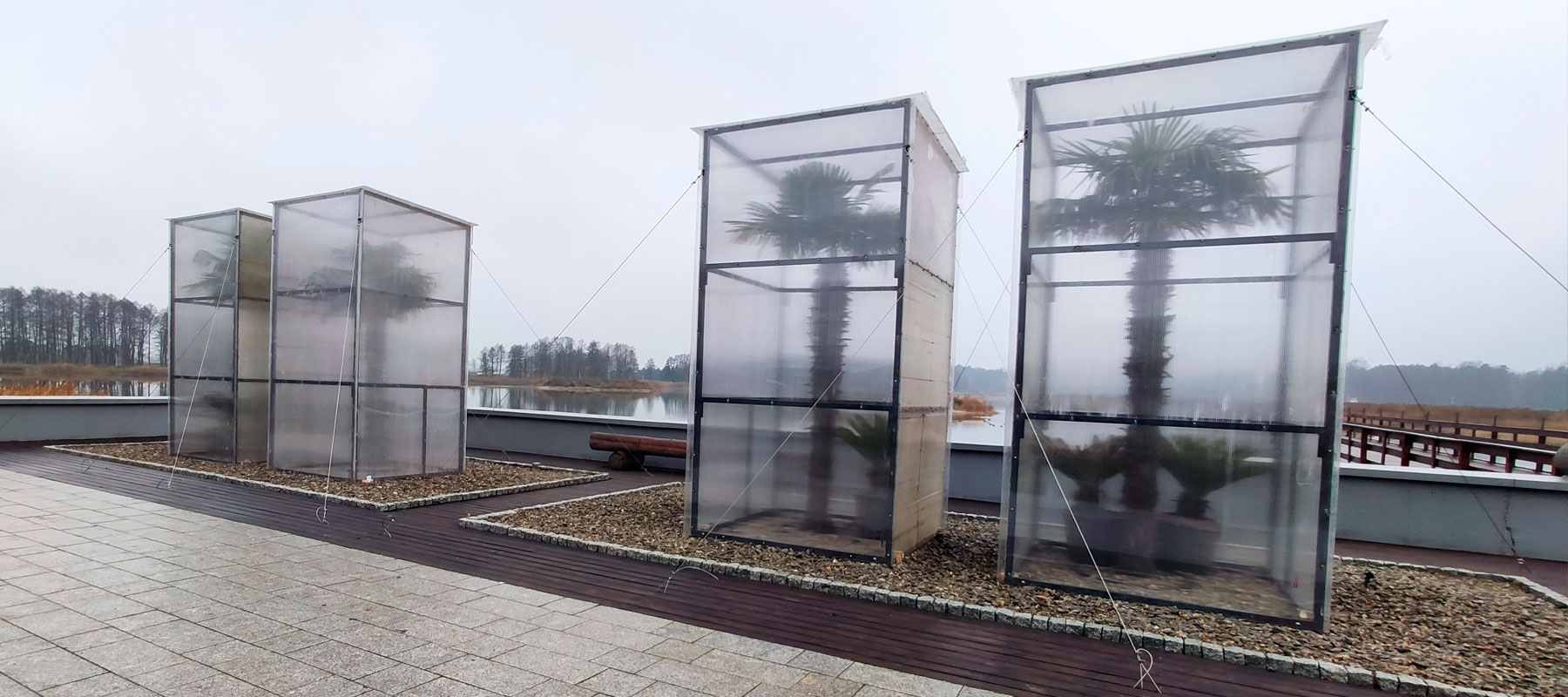 Zabezpieczenie zimowe roślin egzotycznych