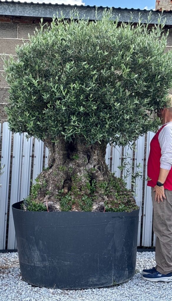 Drzewko Oliwne "Stary wielowiekowy pień" - Olea Europaea wys. 250cm.