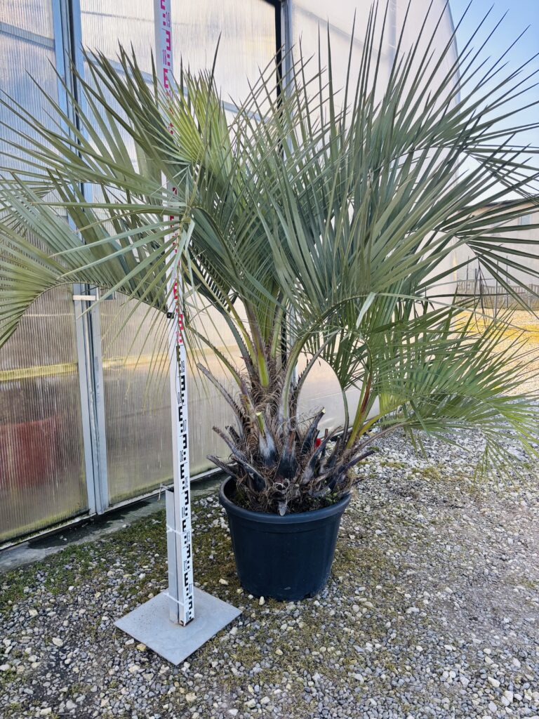 Bucja Butia Capitata