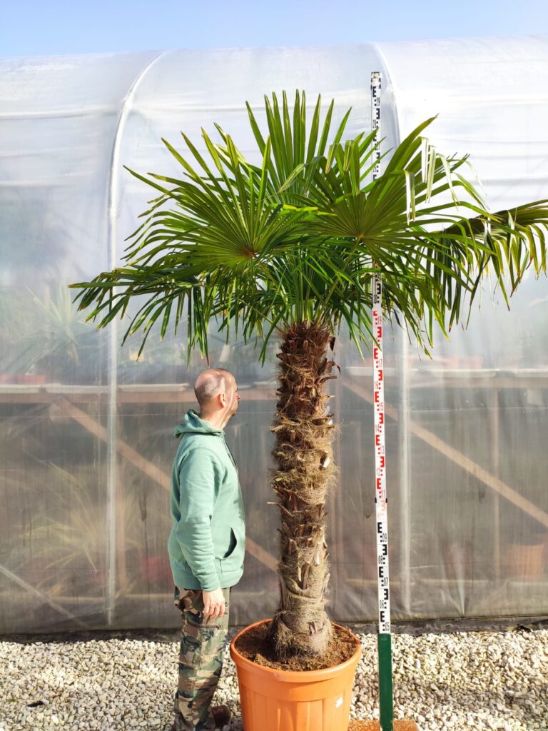 Palma Trachycarpus fortunei pień 140-160 cm - Szorstkowiec Fortunego w polskim ogrodzie - mrozoodporna palma do gruntu