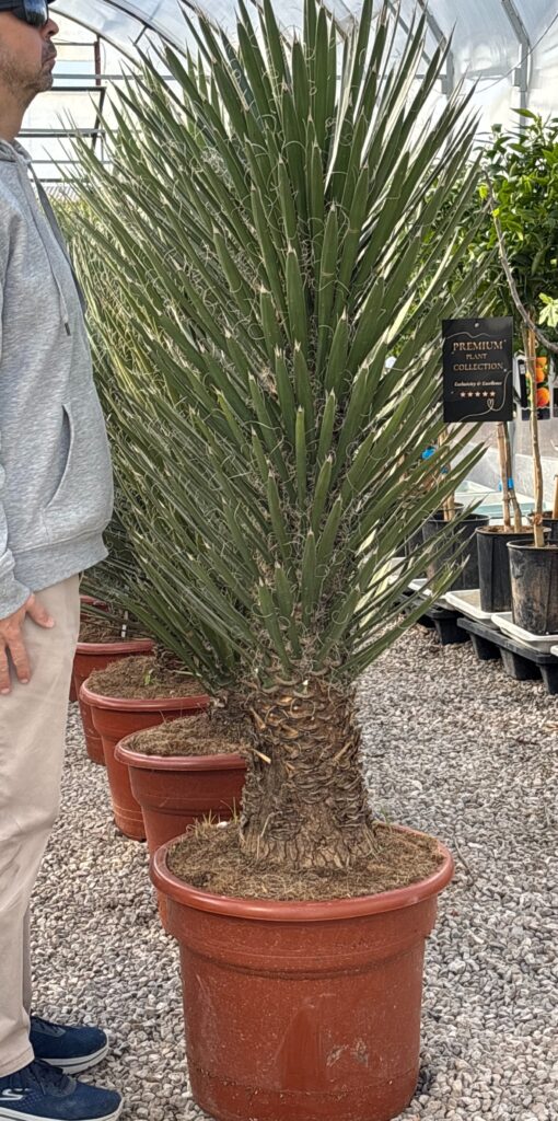 yucca filifera australis juka odporna na mroz polski klimat