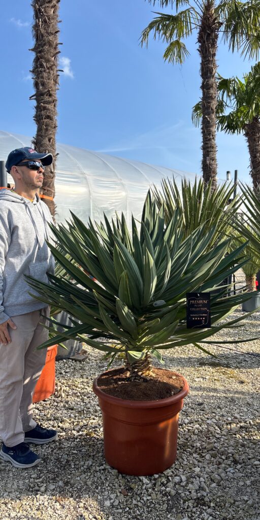 yucca gloriosa lone star juka mrozoodporna egzotyczny ogród