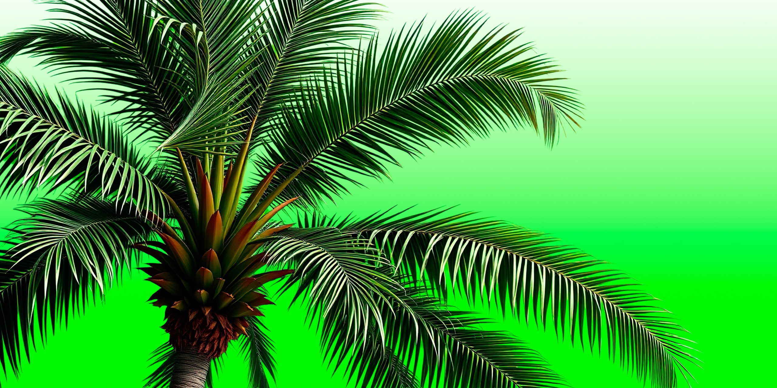 Pielęgnacja palm mrozoodpornych