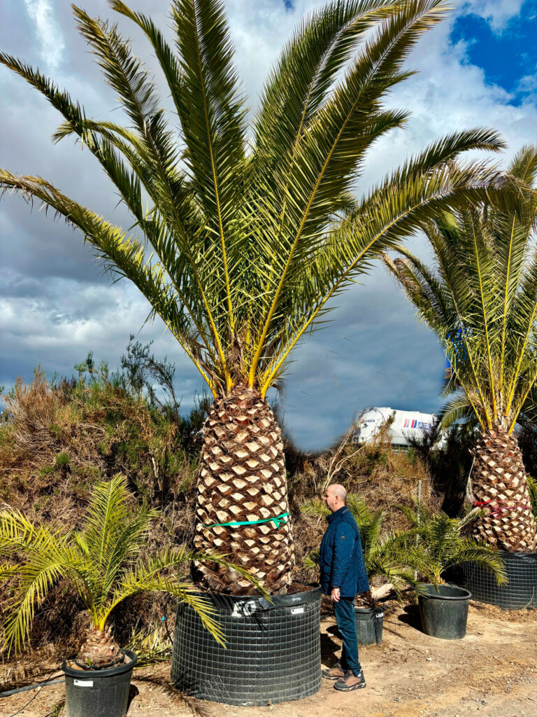 Palma Phoenix Canariensis - Palma Daktylowiec Kanaryjski