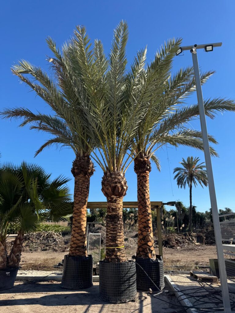 Daktylowiec właściwy