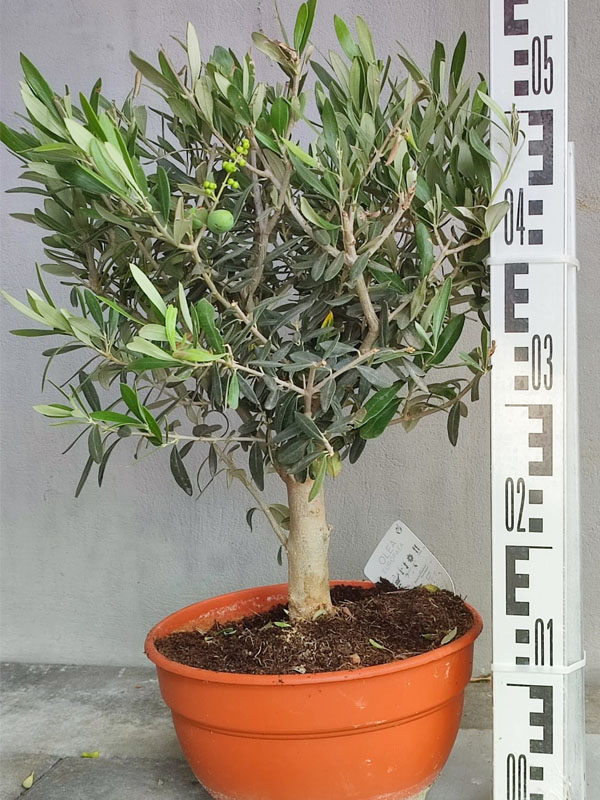 Drzewko Oliwne Olea Europaea