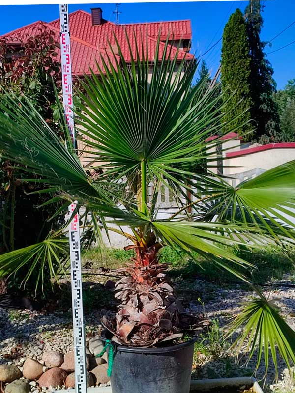 Palma Washingtonia Robusta - Palma Waszyngtonia Robusta pień 40-60 cm.