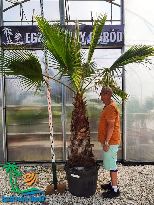 Palma Washingtonia Robusta - Palma Waszyngtonia Robusta pień 80-100 cm.