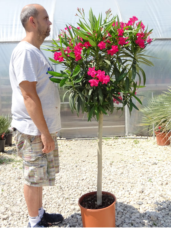 Nerium Oleander Czerwony