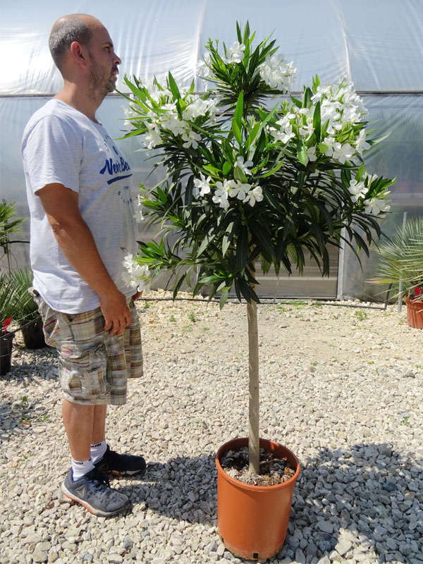 Oleander na Pniu Biały