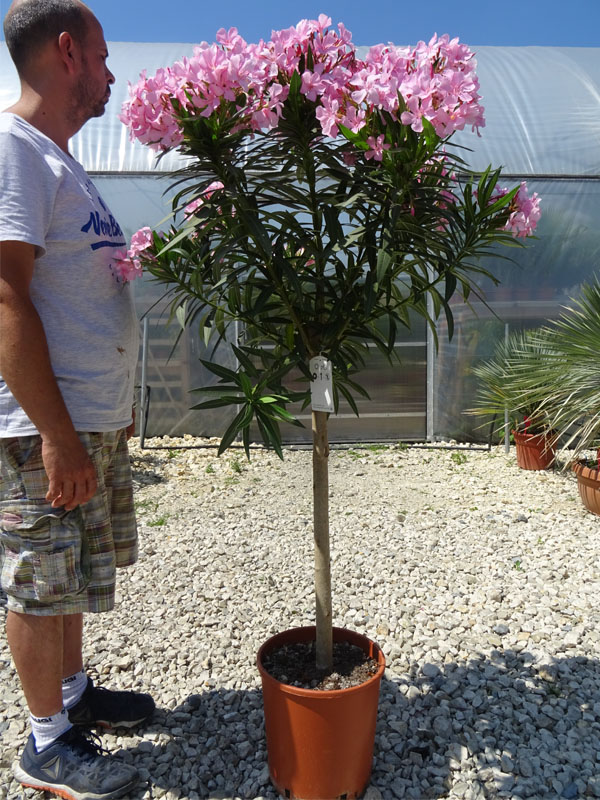Nerium Oleander Różowy