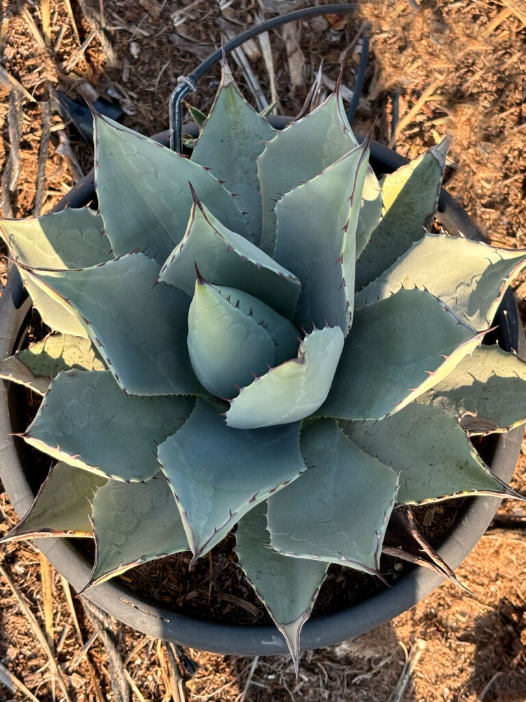 Agava Hawarda - Agave Havardiana
