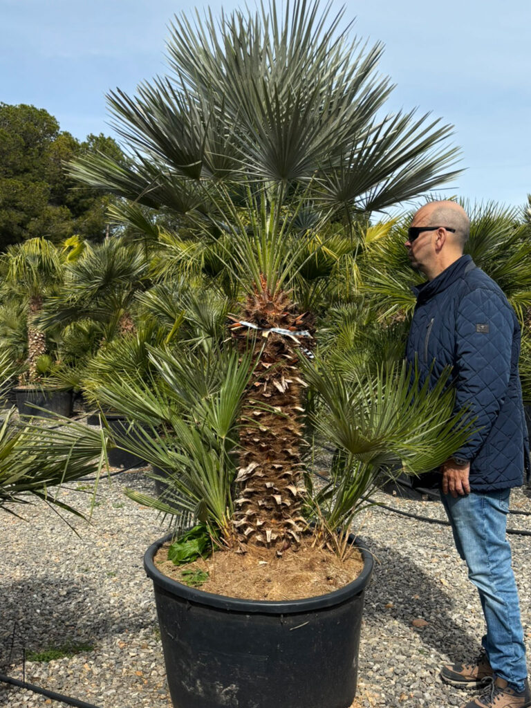 Palma Chamaerops Humilis – Palma Karłowa – Karłatka Niska