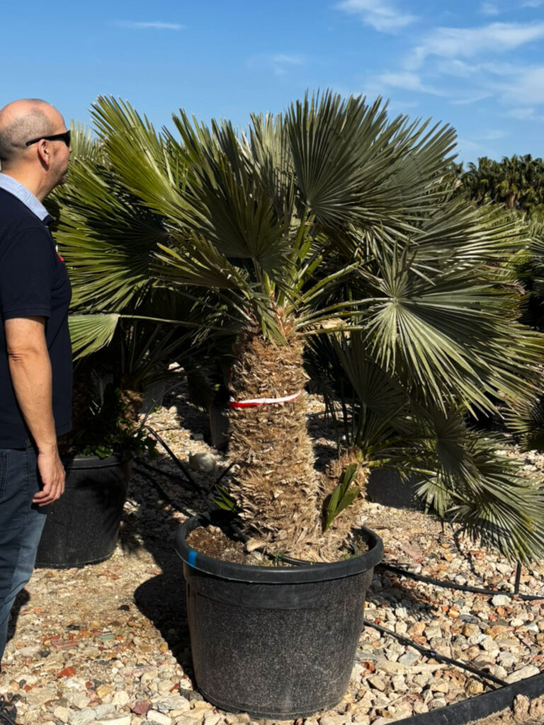 Chamaerops Humilis-Vulcano
