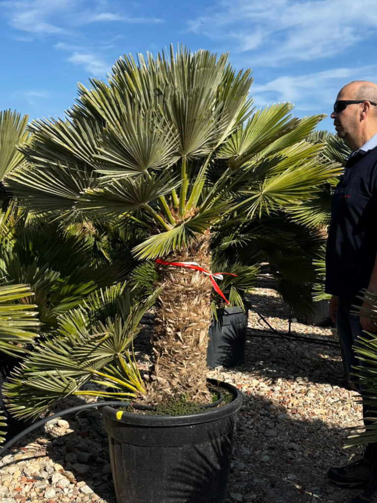 Chamaerops Humilis-Vulcano
