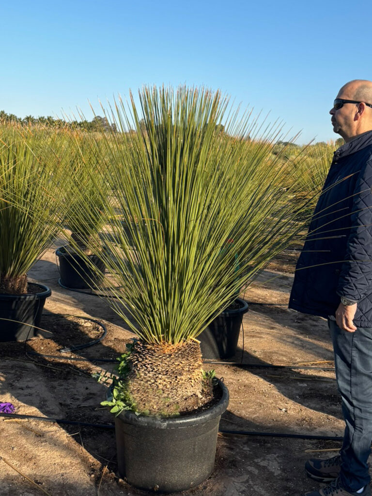 Dasylirion Longissimum EXTRA PIEŃ – Trawa drzewiasta