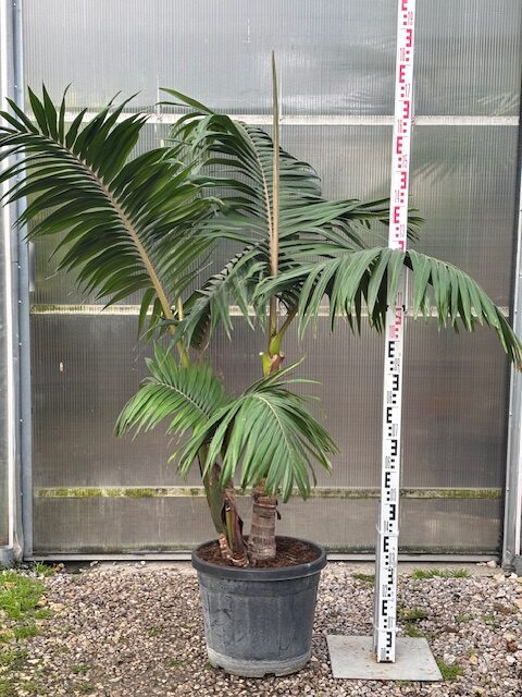 Palma Archontophoenix Alexandrae XL- Palma Feniks Panujących XL