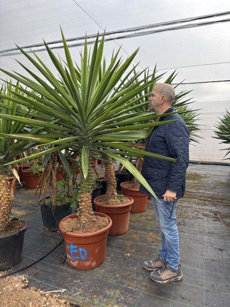 JUKA ELEPHANTA YUCCA ELEPHANTIPES