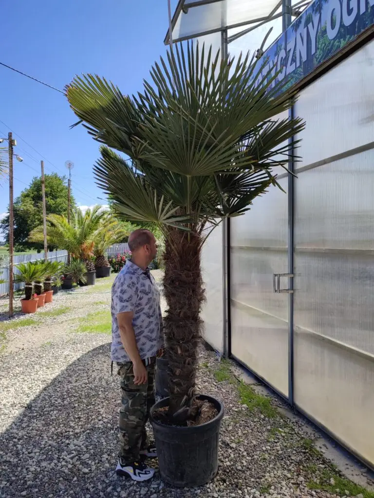Palma Trachycarpus fortunei pień 120-140 cm - Szorstkowiec Fortunego, mrozoodporna palma do ogrodu