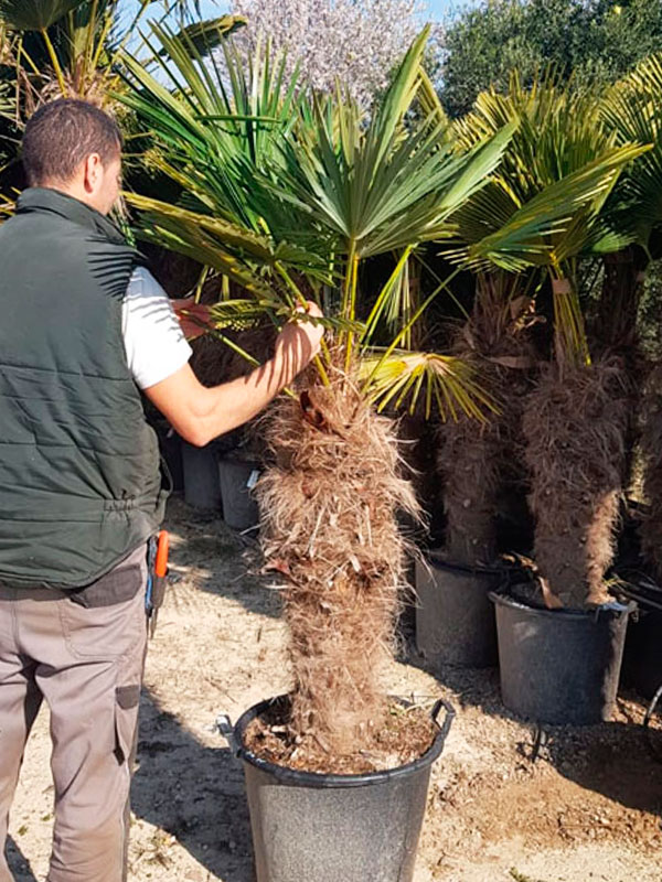 TRACHYCARPUS-WAGNERIANUS