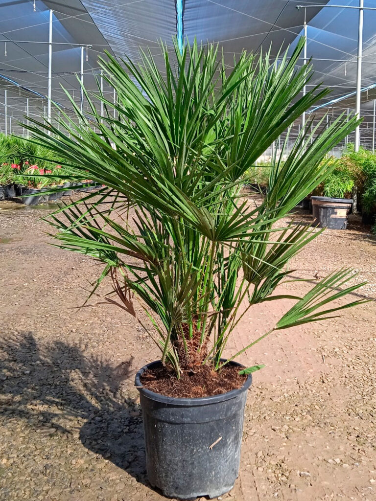 Palma Chamaerops Humilis - Palma Karłowa - Karłatka Niska wys. 130-150 cm.