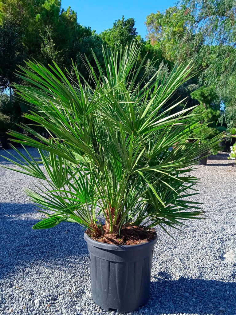 Chamaerops Humilis - Palma Karłowa / Karłatka Niska