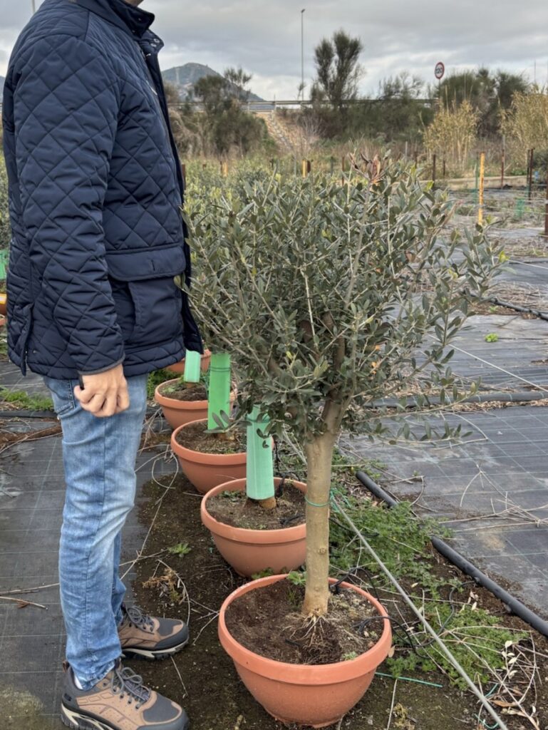 drzewko oliwne gruby pień