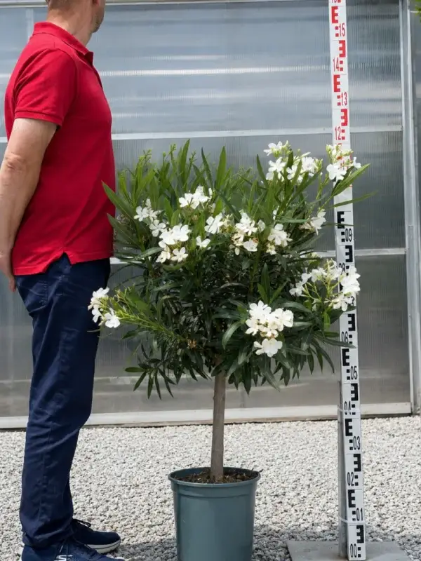Oleander na pniu biały 100-110 cm - Nerium oleander Blanco