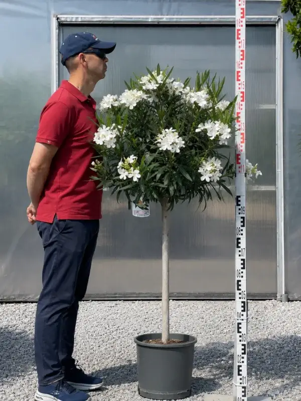 Oleander na pniu biały 150 cm - Nerium Oleander