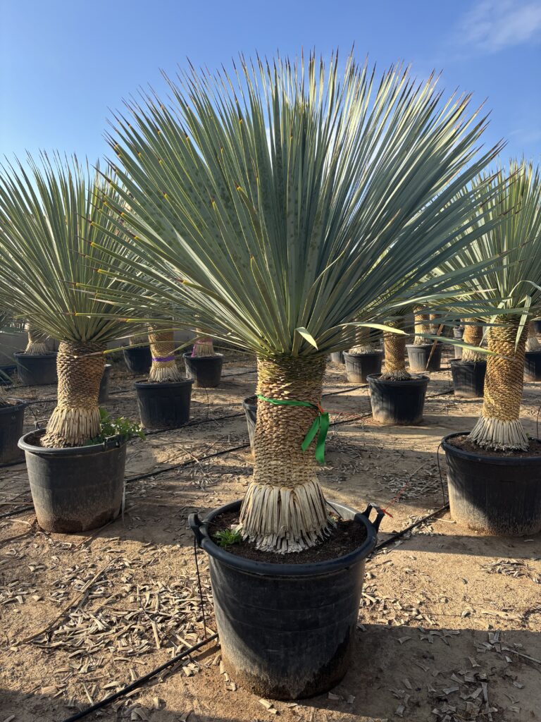 Juka Rostrata BLUE SWAN (niebieska) - Yucca Rostrata wys. 170-180cm. c65