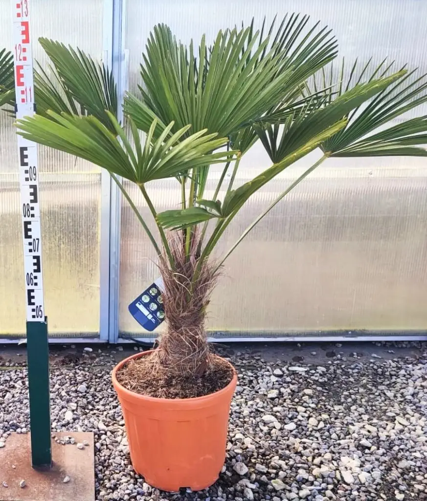 Palma Trachycarpus fortunei 120-140 cm - Szorstkowiec Fortunego, mrozoodporna palma do ogrodu
