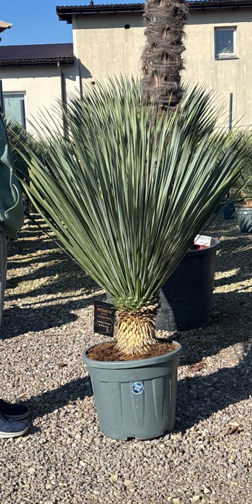 yucca rostrata zimowanie super blue mrozoodporna juka