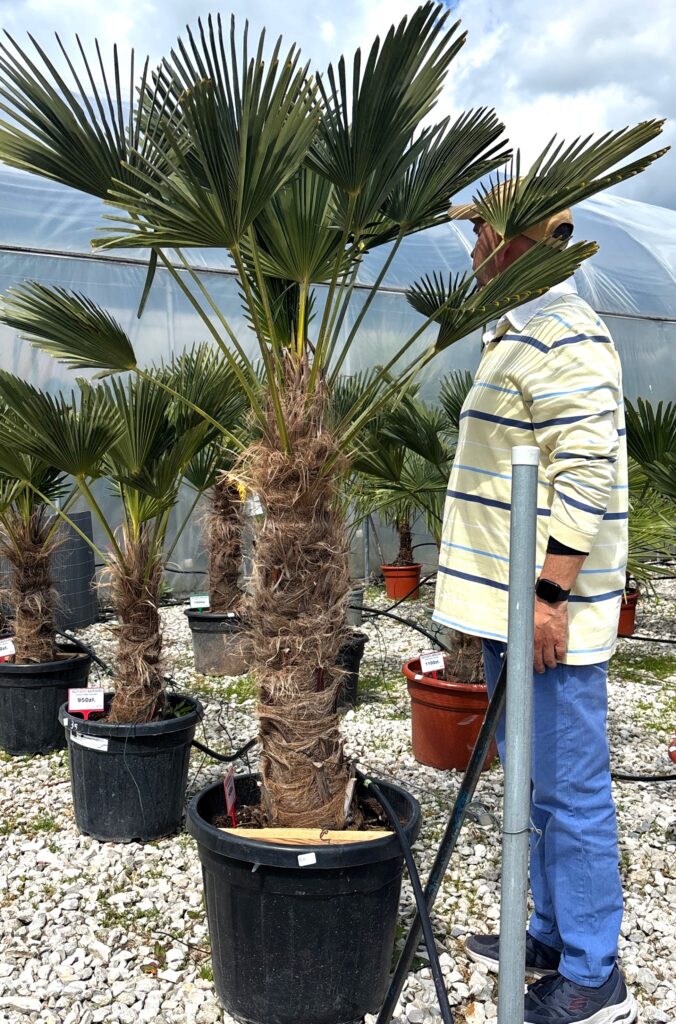 TRACHYCARPUS WAGNERIANUS