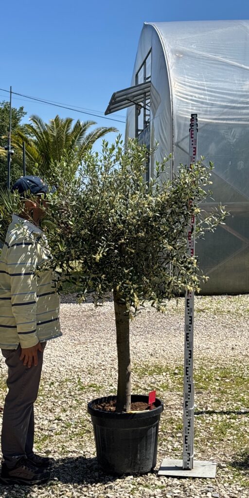 OLEA EUROPAEA OLIWKA OLIVO