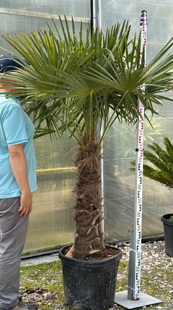 Palma Trachycarpus Fortunei - Palma Szorstkowiec Fortunego