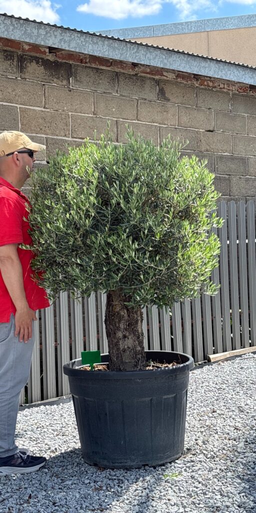 Drzewko Oliwne "Stary pień" - Olea Europaea wys. 160 cm.
