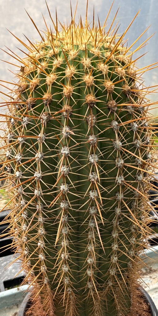 Kaktus Echinopsis pasacana 70-80 cm.