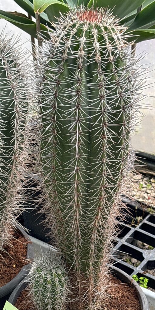 Kaktus Pachycereus pringlei 70-80 cm.